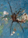 Adult Recluse Spider