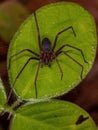 Adult Recluse Spider