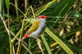 Adult Red Browed Finch