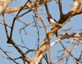 Adult Red-capped Cardinal Royalty Free Stock Photo