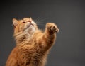 Adult red cat raised his front paw up, animal is played on a black background Royalty Free Stock Photo