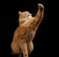 Adult red cat raised his front paw up, animal is played on a black background Royalty Free Stock Photo