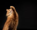 Adult red cat raised his front paw up, animal is played on a black background Royalty Free Stock Photo