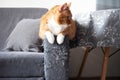 an adult red cat sits on the handle of a gray matting sofa, spoiled by claws. raising pets Royalty Free Stock Photo