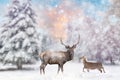 Adult red deer with big beautiful antlers on a snowy field with other female deer in the magic forest background Royalty Free Stock Photo