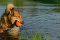 The adult red dog is standing in water and holding the orange rubber ball in its mouth in hot day Royalty Free Stock Photo