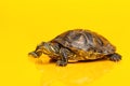Adult red-eared sliders on yellow background