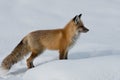 Adult Red Fox Royalty Free Stock Photo