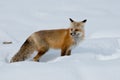 Adult Red Fox Royalty Free Stock Photo