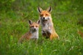 Adult red fox and a cub sitting peacefully together on a green glade in spring