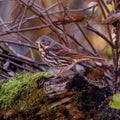 Adult Red fox sparrow (Passerella iliaca) perched on a dead tree stump in the forest during migration in autumn.