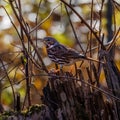 Adult Red fox sparrow (Passerella iliaca) perched on a dead tree stump in the forest during migration in autumn. Royalty Free Stock Photo