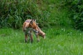 Adult red fox, vulpes vulpes, with spring moult fur