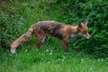 Adult red fox, vulpes vulpes, with spring moult fur