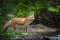 Adult red fox walks along the bank of a forest river in a natural environmen