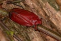Adult Red Froghopper Insect