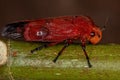 Adult Red Froghopper Insect