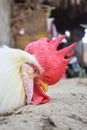 Adult red head white rooster Cockerel is isolated on a green background, portrait of domestic animal, pet close up live stock Royalty Free Stock Photo