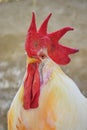 adult red head white rooster Cockerel is isolated on a green background, portrait of domestic animal, pet close up live stock fowl Royalty Free Stock Photo