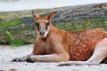 Adult red kangaroo Royalty Free Stock Photo