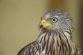 An adult red kite Milvus milvus rescued and resting in a wildlife rescue center. Perched and trying to recover from its wounds.