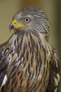 An adult red kite Milvus milvus rescued and resting in a wildlife rescue center. Perched and trying to recover from its wounds.