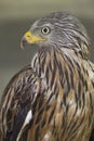 An adult red kite Milvus milvus rescued and resting in a wildlife rescue center. Perched and trying to recover from its wounds.