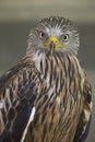 An adult red kite Milvus milvus rescued and resting in a wildlife rescue center. Perched and trying to recover from its wounds.