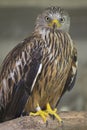 An adult red kite Milvus milvus rescued and resting in a wildlife rescue center. Perched and trying to recover from its wounds.