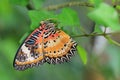 Red lacewing underside Royalty Free Stock Photo