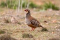 Adult red-legged partridge with its beautiful stripes on its flanks, its black collar, with its red legs and beak attentive to Royalty Free Stock Photo