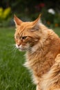 An adult red Maine Coon cat sits on a background of green grass on the lawn. Royalty Free Stock Photo