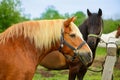 The adult red mare is standing near the wooden hitching post