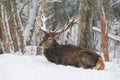 Adult red noble deer with large horns covered with snow, resting in snow-covered forest. Deer on the snow. The big de Royalty Free Stock Photo