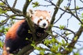 Red panda Ailurus fulgens resting in a tree Royalty Free Stock Photo