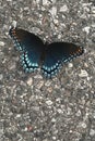 Red Spotted Purple Butterfly