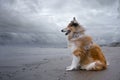 An adult red rough collie sits on the beach.