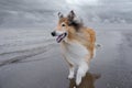 An adult red rough collie is walking along on the beach.