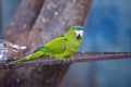 Adult Red shouldered Macaw