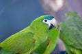 Adult Red shouldered Macaw