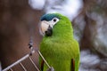 Adult Red shouldered Macaw