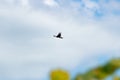 An adult red-tailed hawk flies on a bright blue sky day Royalty Free Stock Photo