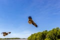 2 adult red-tailed hawk flies into the sun on a bright blue sky day Royalty Free Stock Photo