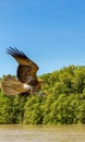 2 adult red-tailed hawk flies into the sun on a bright blue sky day Royalty Free Stock Photo