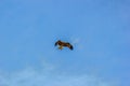 2 adult red-tailed hawk flies into the sun on a bright blue sky day Royalty Free Stock Photo