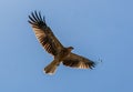 An adult red-tailed hawk flies into the sun on a bright blue sky day Royalty Free Stock Photo