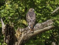 Adult red-tailed hawk looking over its shoulder Royalty Free Stock Photo