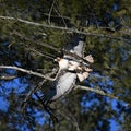 Red tailed hawk taking flight Royalty Free Stock Photo