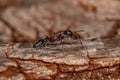 Adult Red Twig Ant Royalty Free Stock Photo