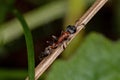 Adult Red Twig Ant Royalty Free Stock Photo